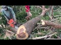 Fastest skill cutting tree with chainsaw ‼️ Husqvarna 395xp.