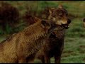 The Fierce Wolves Living In the Spanish Mountains | Our World