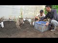 Using this method, you can grow potatoes all year round and harvest a lot of tubers.Growing potatoes