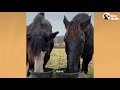 Gentle Giant Horse Teaches A Neglected Horse How To Play | The Dodo Faith = Restored
