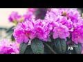 PETITTI Rhododendron & Azaleas | Grow for Spring Blooms & Pollinators