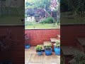 Sound of rain, water in my Yorkshire garden. 1 one hour.Will help You fall asleep.