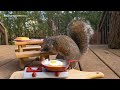 funny squirrel video - PanPan vs the red cup