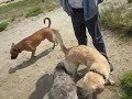 in de drunense duinen