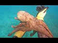 Octopus Fishing: Perfect Camouflage