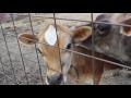 Mini Milkers - The Miniature Jersey Cow