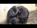 Aug 2020 Tama zoo chimps, Peach keeps Ibuki away from Plum