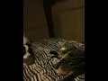 Papillon versus cat cute fighting dog and cat fight