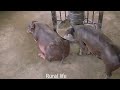 ការចិញ្ចឹមជ្រូក នៅតាមជនបទ Raising pigs in rural areas