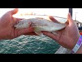 Pier Fishing for Beginners - Easy Fishing at the Gulf State Park Pier