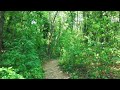 Virtual Forest Walk - 30 Minutes Walking in the Woods, Galata Trail, Varna, Bulgaria