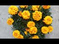 How to grow Marigolds from seed