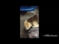 Teacher let's Dog In Class Reaction Is Priceless!