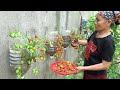 How To Grow Tomatoes On The Wall Simple High Yield Without A Garden
