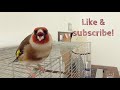 3 Easy Tips for Bonding With Your Bird | Canary & Goldfinch Taming