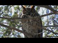 One of the Most Fascinating and Deadliest Owls in North America | The Great horned Owl