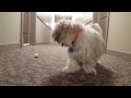 Oscar Plays Ball