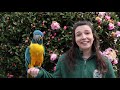 All About Macaws
