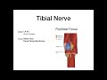 Lower Extremity Nerve Injuries