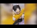 The Great Joy of Cats and Dogs in 2024 😆 - Best Funny Animal Video 2024 Part 3