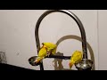 yellow ringneck talking parrot