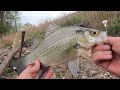 They were LOADED at this Flooding Spillway! White bass Fishing Minnesota