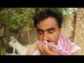 Gulabi Goats |Complete Documentary