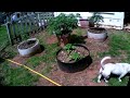 Taking my indoor garden outside, auto flowers and photo periods, 4-8-24