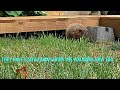 How to Keep Groundhogs out of the Garden and Under Deck!