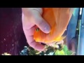 Cute video : Fish play with her Owner !!!