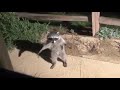 SCARED Raccoons Strolling At Darkness!!