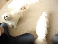 My dog's Synchronized trick