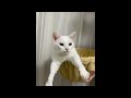 😂 Funniest Cats and Dogs Videos 😺🐶 || 🥰😹 Hilarious Animal Compilation №394