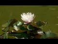 Zen Garden - Lotus Blossoms - Relaxation, Meditation, Mindfulness