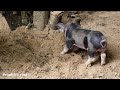 Help Wild Pig In Hole And Make House For It