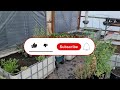 Earth Battery Greenhouse - before you build, watch this video!