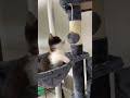 Building a cat tree with my kitten 😃🐾❤️ | Oreo The Cat ⚫️⚪️ | cute little kitten ❤️