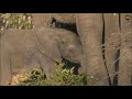 SafariLive, Who doesnt like baby Elephants?