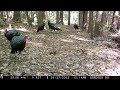 September Trail Cam Videos