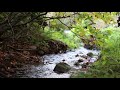 Release Stress & Negative Energy | Water Babbling Brook & Birds Chirping Calm Relaxing Nature Sounds