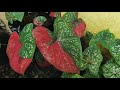 Summer is the Spring for Caladiums