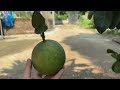 Technique for propagating grapefruit trees using growth stimulants from bananas