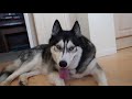 Husky Tries New Food And Demands More! Key reviews food