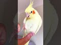 The Right Way To Prevent A Bird From Biting Your Fingers