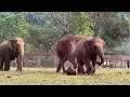 Elephant Running Like A Child To See Her Mother - ElephantNews