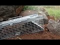 THIEVING RATS  - Save the Squirrels Initiative