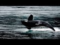 Unglaublich - Riesiger Killerwal gefunden - Sie retten ihm das Leben!