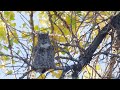 Great Horned Owl's Autumn Song