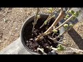 How to grow Dwarf Mulberry from cutting