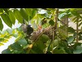 Life cycle of Red vented bulbul